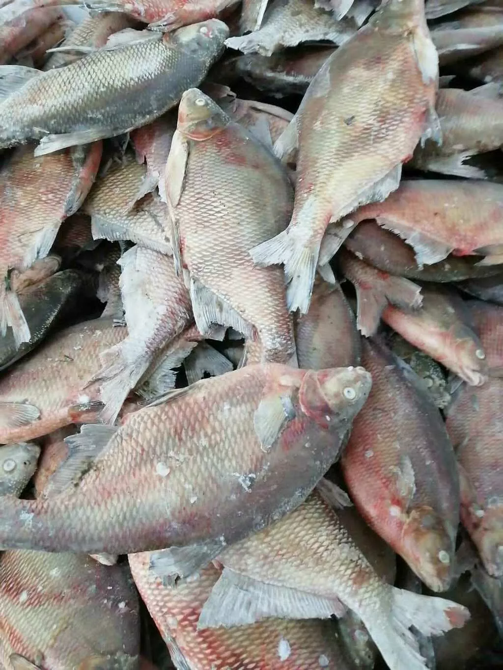 свеже-мороженная рыба в Кургане и Курганской области 2
